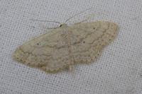 Scopula minorata