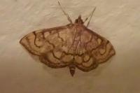 Anania verbascalis