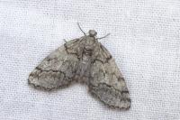 Tephronia lhommaria