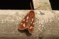 Arctia testudinaria