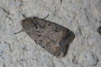 Caradrina clavipalpis