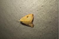 Rivula sericealis