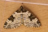 Xanthorhoe fluctuata