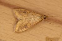 Udea ferrugalis