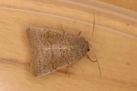 Hoplodrina ambigua
