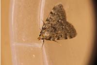 Aglossa pinguinalis