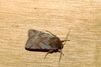 Cerastis rubricosa