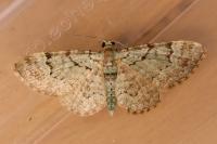 Pasiphila rectangulata