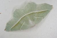 Campaea margaritaria