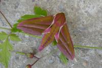 Deilephila elpenor