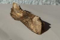 Abrostola triplasia