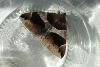 Dysgonia algira