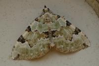 Colostygia pectinataria