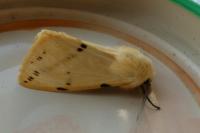 Spilarctia lutea