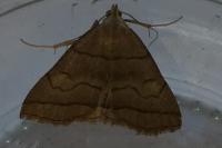 Herminia tarsicrinalis