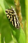 Emmelia trabealis