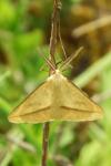 Aspitates gilvaria