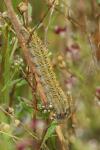 Lasiocampa trifolii trifolii