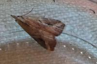 Schrankia costaestrigalis
