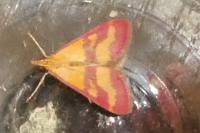 Pyrausta virginalis