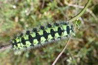 Saturnia pavonia