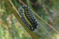 Saturnia pavonia