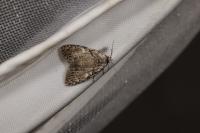 Meganola strigula