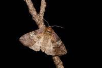 Tethea ocularis