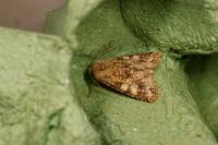 Conisania luteago olbiena