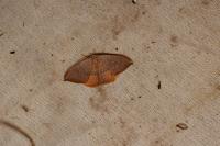 Watsonalla uncinula