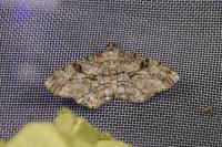 Peribatodes rhomboidaria rhomboidaria