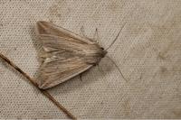 Mythimna riparia