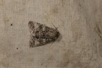 Acronicta megacephala