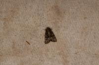 Oligia