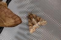 Oligia