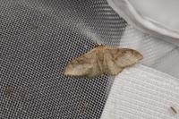 Idaea degeneraria