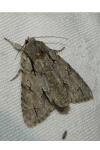 Acronicta psi/tridens