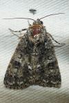 Acronicta rumicis
