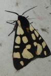 Arctia villica