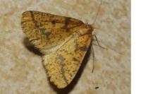 Aspitates ochrearia
