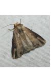 Axylia putris