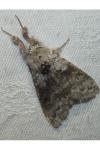 Calliteara pudibunda