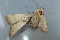 Charanyca trigrammica