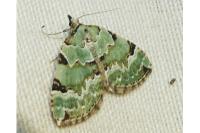 Colostygia pectinataria