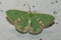 Comibaena bajularia