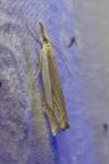 Crambus pascuella