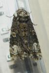 Craniophora ligustri
