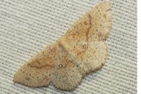 Cyclophora porata