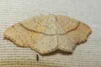 Cyclophora punctaria