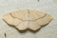 Cyclophora ruficiliaria